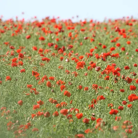 Gutshaus Mit Seeblick - ökologisch&nachhaltig * Lubow