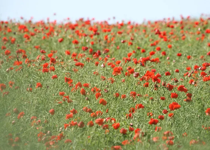 Gutshaus Mit Seeblick - Oekologisch & Nachhaltig * Lubow